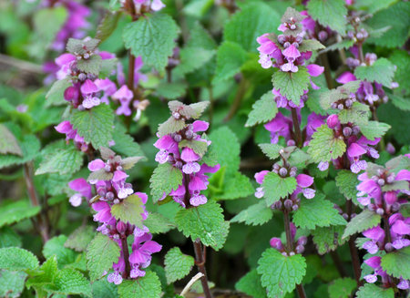 It blooms in the wild purple (Lamium purpureum)の写真素材