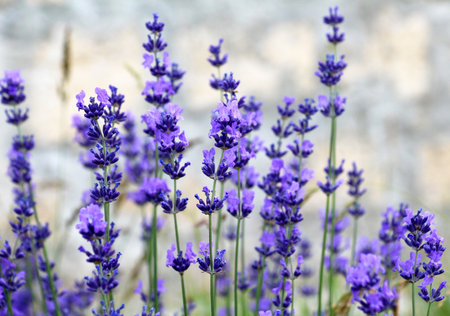 Lavender bushes are blooming on the flowerbedの写真素材