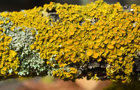 In the forest, the lichen Xanthoria parietina grows on the bark of a tree.の写真素材
