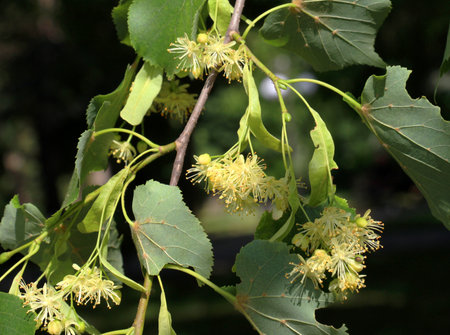At the beginning of summer, a linden blossoms on a tree branch