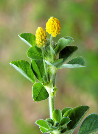In the meadow in the wild blooms alfalfa hop-like (Medicago lupulina)の写真素材