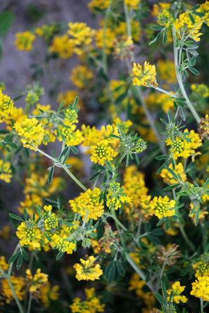Sickle-shaped alfalfa (Medicago falcata) blooms in natureの写真素材