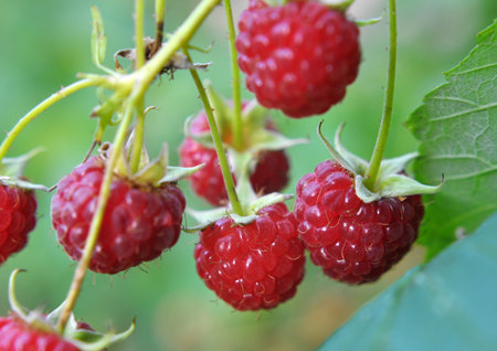 Fruits of raspberry and green leaves on a bush branch