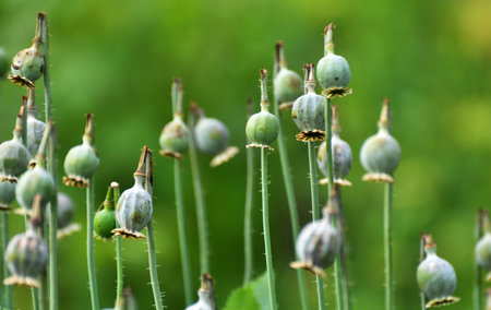 In a neglected area of the garden immature poppy headsの写真素材