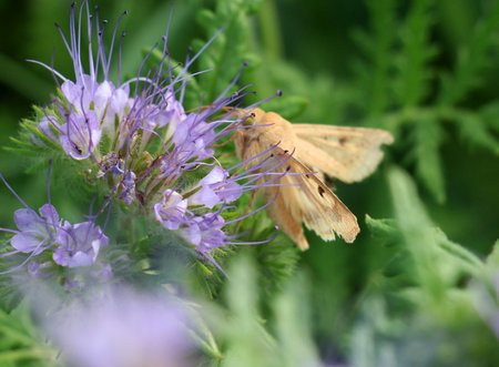 On the plant cotton bollworm (Helicoverpa armigera) - a pest of agricultural crops.