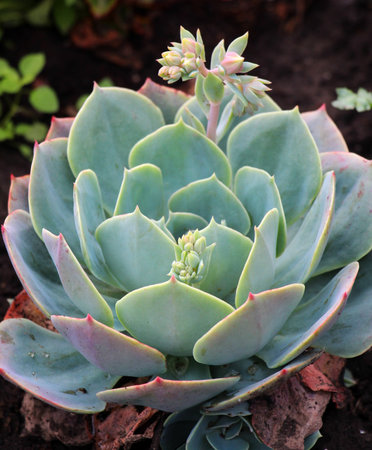 Sempervivum is quite often used in landscapingの写真素材