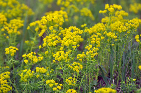 In the spring of wild herbs, Euphorbia cyparissias bloomsの写真素材