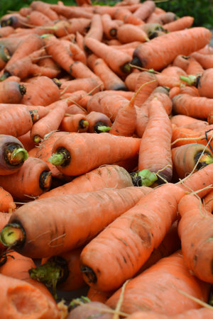 In a heap there is a crop of carrots cleared of a top and soil