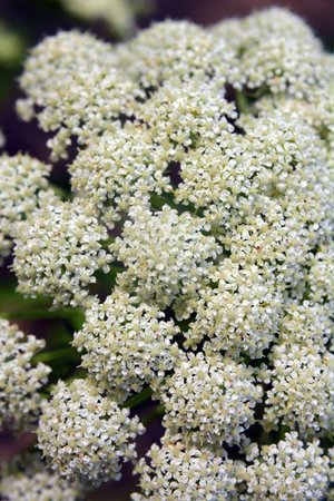 Carrots, which are grown for seeds, are blooming