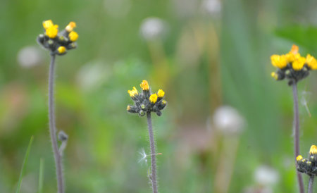 Yellow hieracium flowers bloom in the wildの写真素材