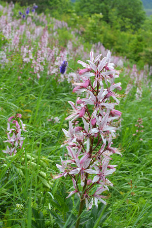 In the wild it blooms rare, medicinal and ornamental plant Dictamnus albusの写真素材
