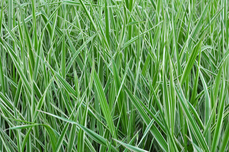 Decorative sedge is used in landscaping the garden