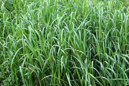 On the banks of the river and in the water, the forage grain Glyceria maxima grows