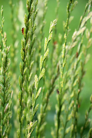 The pasture grass Lolium perenne grows in a meadow