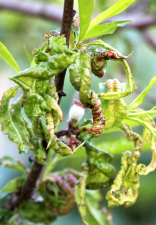 Curled peach leaves caused by the fungus Taphrina deformans