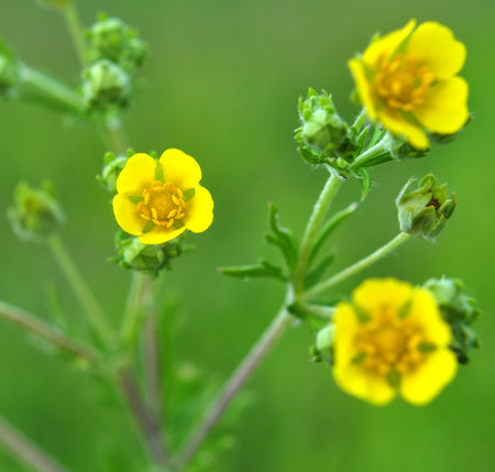 Silver cinquefoil (Potentilla argentea) grows in the wild