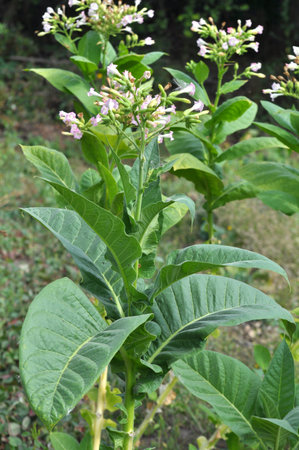Tobacco grows in an agricultural field in summerの写真素材