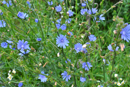 Chicory (Cichorium intybus) blooms in the wild in summer