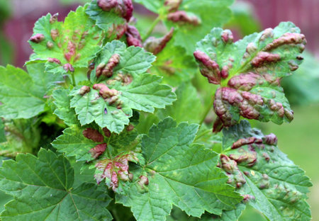 Red currant, the leaves of which are damaged by aphids (Cryptomyzus ribis)の写真素材