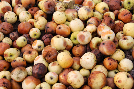 Apples affected by fruit rot - moniliosis (Monilinia)