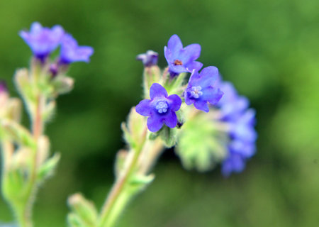 Anchusa officinalis blooms in the wild in the meadowの写真素材