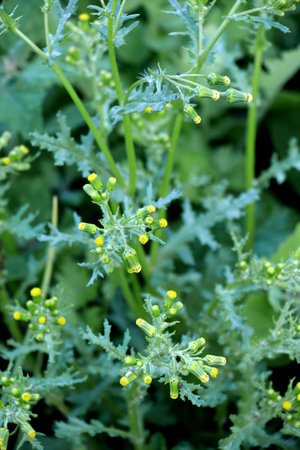 In nature, Senecio vulgaris grows as a weed