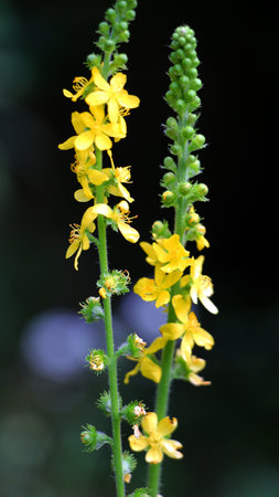 Summer in the wild among wild grasses is blooming agrimonia eupatoria