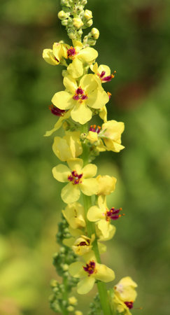 Black mullein (Verbascum nigrum) blooms in the wild