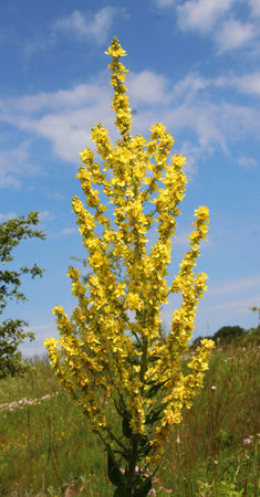 One of the species of mullein, Verbascum lychnitis, blooms in the wild