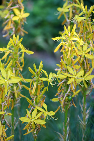 Asphodeline lutea blooms in the botanical garden in summerの写真素材
