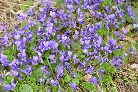 In spring in the wild forest fragrant violet (Viola odorata) grows