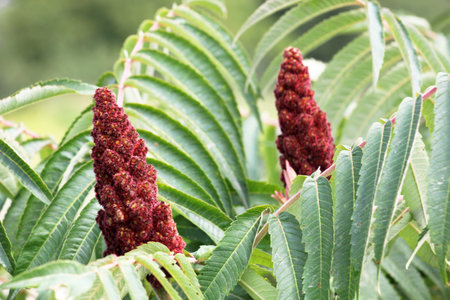 In nature, the fluffy sumac (Rhus typhina), which is also known as the vinegar tree or staghorn sumac, growsの写真素材
