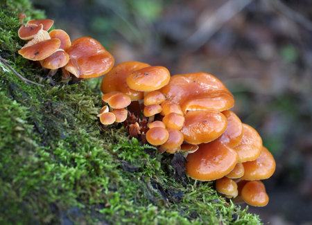 Flammulina velutipes winter mushrooms growing in the wild on an old tree trunkの写真素材