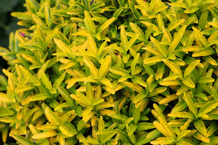 In the summer, an ornamental shrub japanese spindle (Euonymus japonicus) grows in the garden