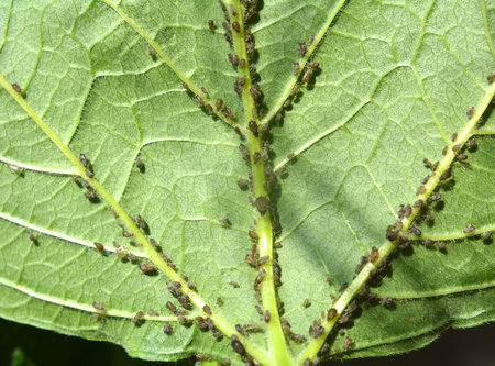 Aphids (Aphididae) from the family of semi-herpid insects on the leaves and stems of plants