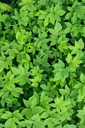 Green tropical leaves,の写真素材