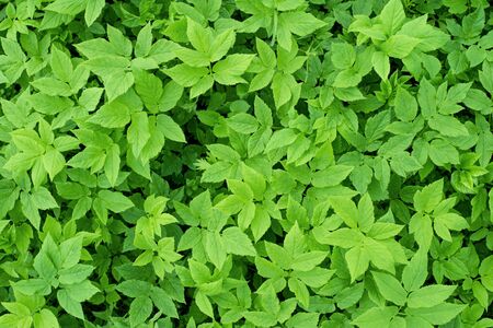 Green tropical leaves,の写真素材