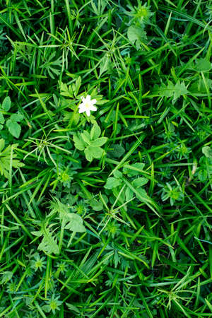 Green tropical leaves with white flowerの写真素材