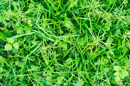 Green tropical leavesの写真素材