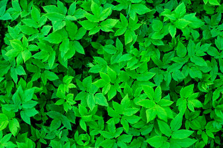 Green tropical grassの写真素材