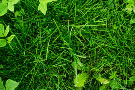 Green tropical grassの写真素材