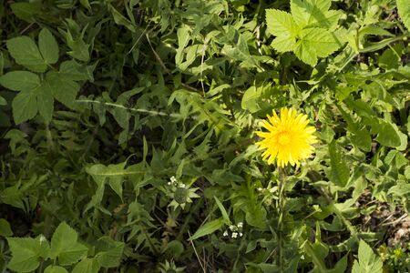 Green tropical leaves with yellow flowerの写真素材