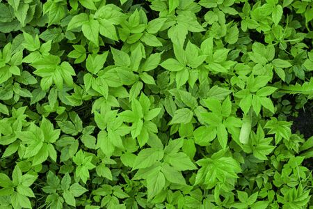 Green tropical leavesの写真素材