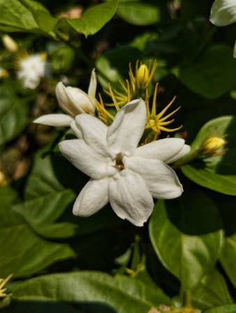 close up of jasmine flowers in a garden