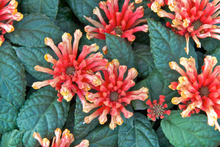 fiori
