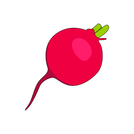 Radish vector isolated on white backgroundのイラスト素材