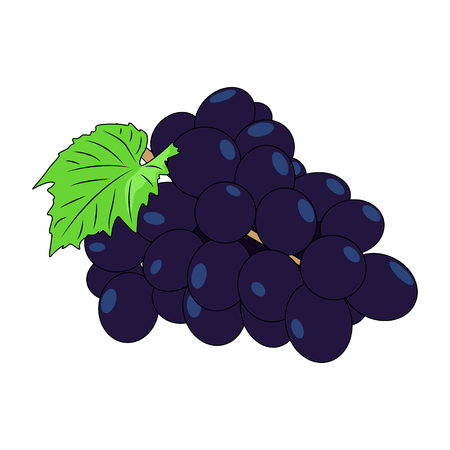 Vector grape isolated on white background.のイラスト素材