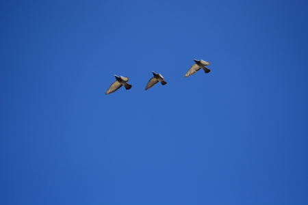 Pigeon flying freely under the blue skyの写真素材