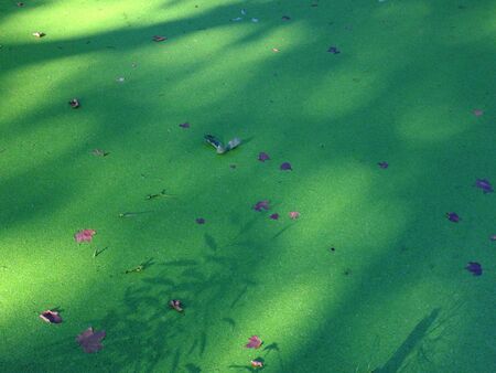 Light rays shining on a green surfaceの写真素材