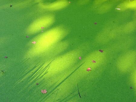 Light rays shining on a green surfaceの写真素材